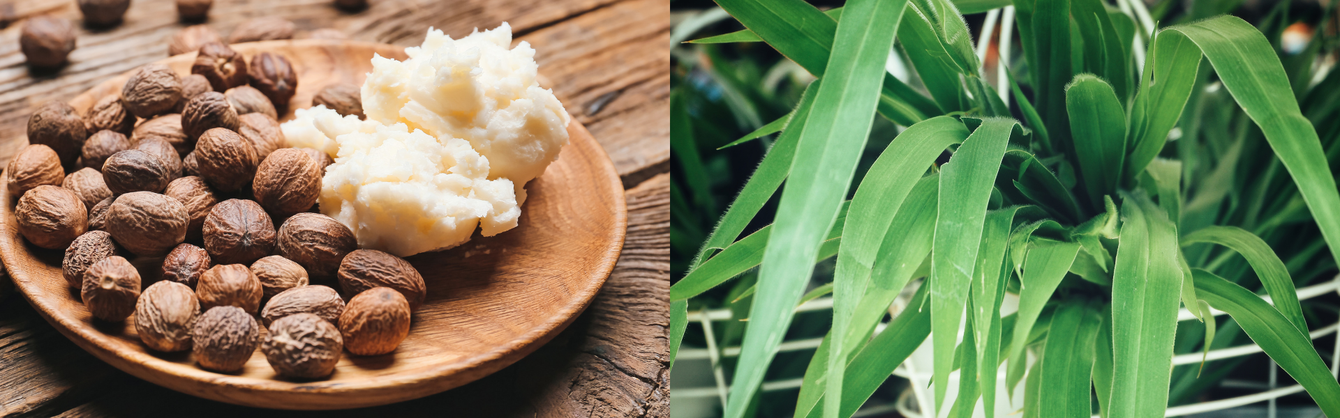 Wooden plate with nuts and a white substance, followed by a close-up of green leaves.