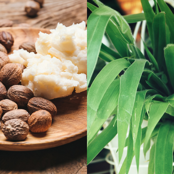 Split image showing a wooden plate with shea butter and shea nuts on one side, and a close-up of green leaves on the other.
