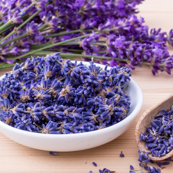 Dried lavender flowers in a white bowl on a wooden surface with additional lavender flowers in the background.