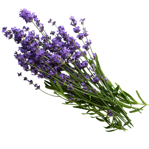 Bunch of Lavender